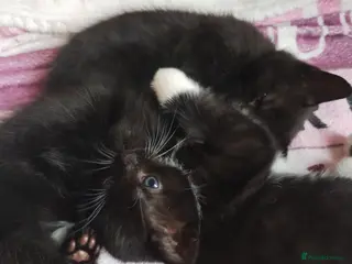 Mixed Breed cats Beautiful kittens - Advert 4