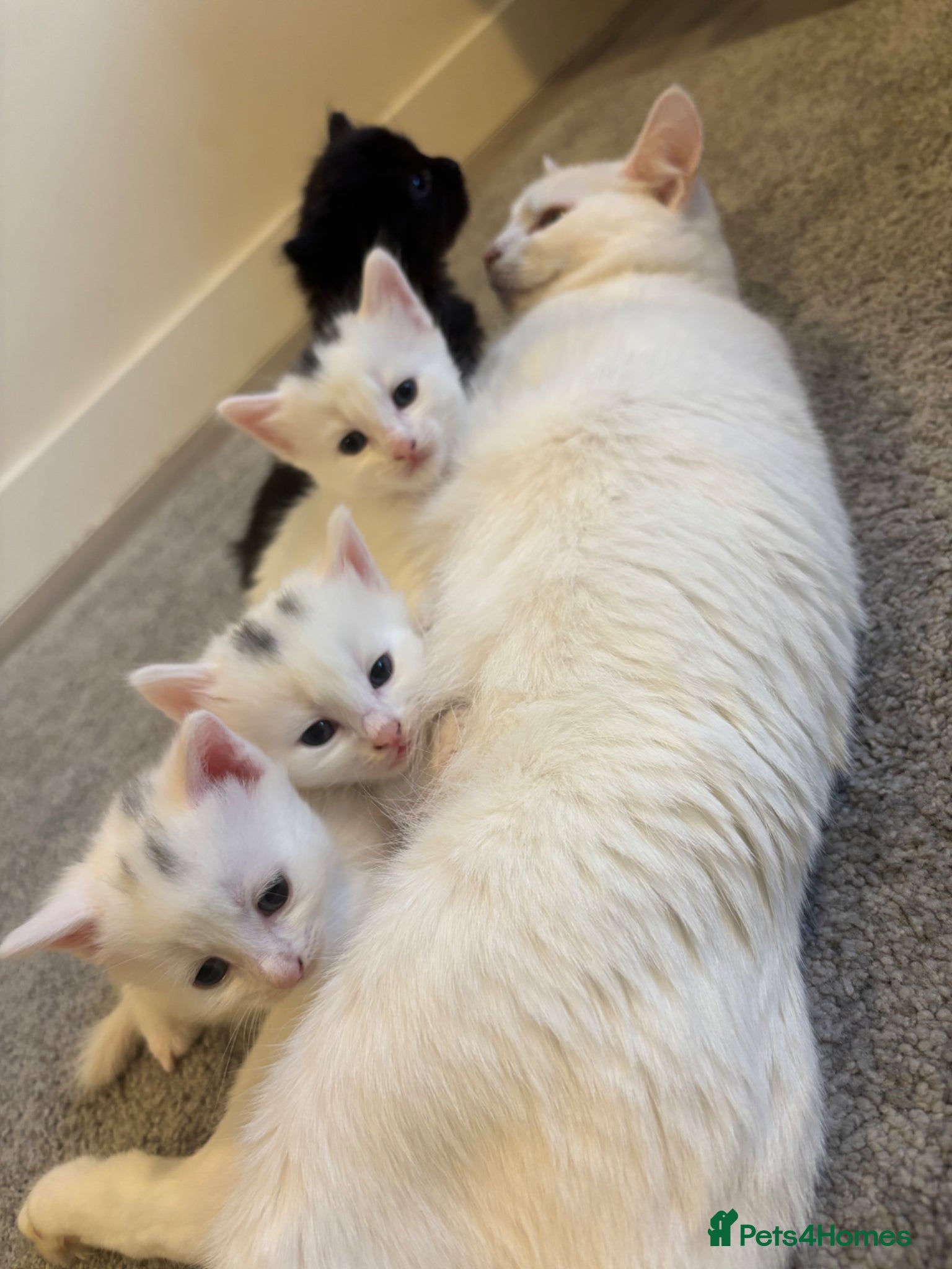 Mixed Breed cats Affectionate kittens  - Advert 13