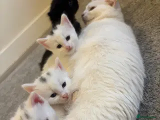 Mixed Breed cats Affectionate kittens - Advert 13