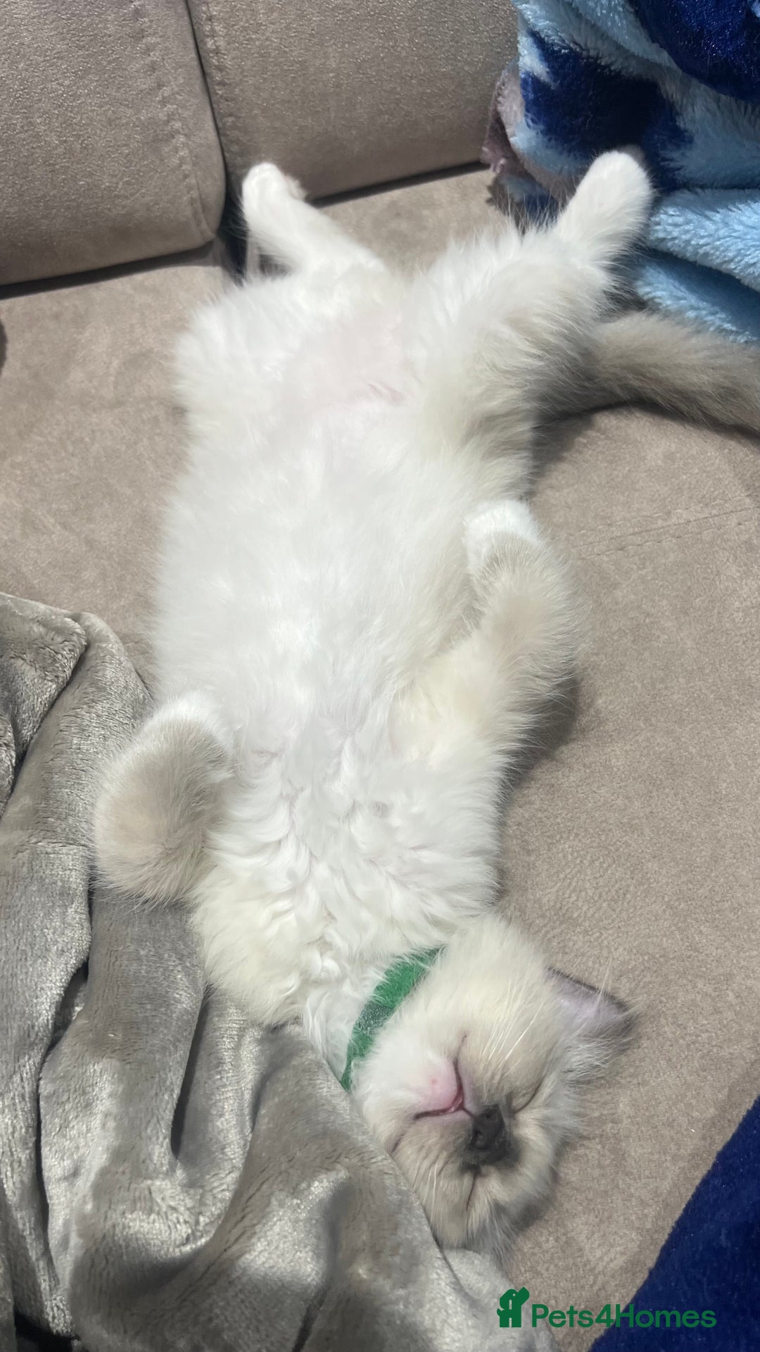 Ragdoll cats for sale: 3 Ragdoll kittens  - Advert 5