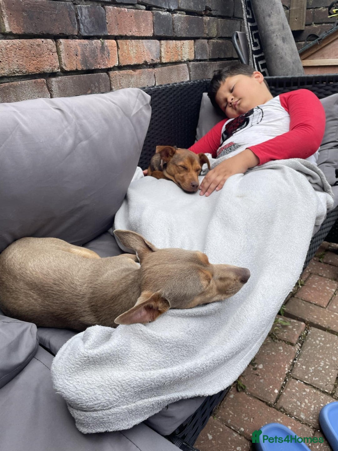 Jack Russell dogs for sale: Jack Russell's from Muchwenlock line - Image 8