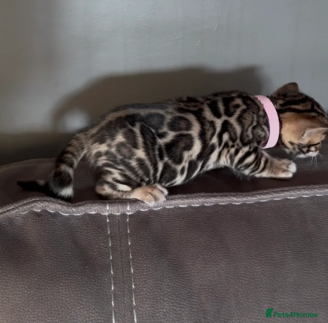 Bengal cats for sale: Beautiful Pedigree Bengal kittens for sale  - Advert 37