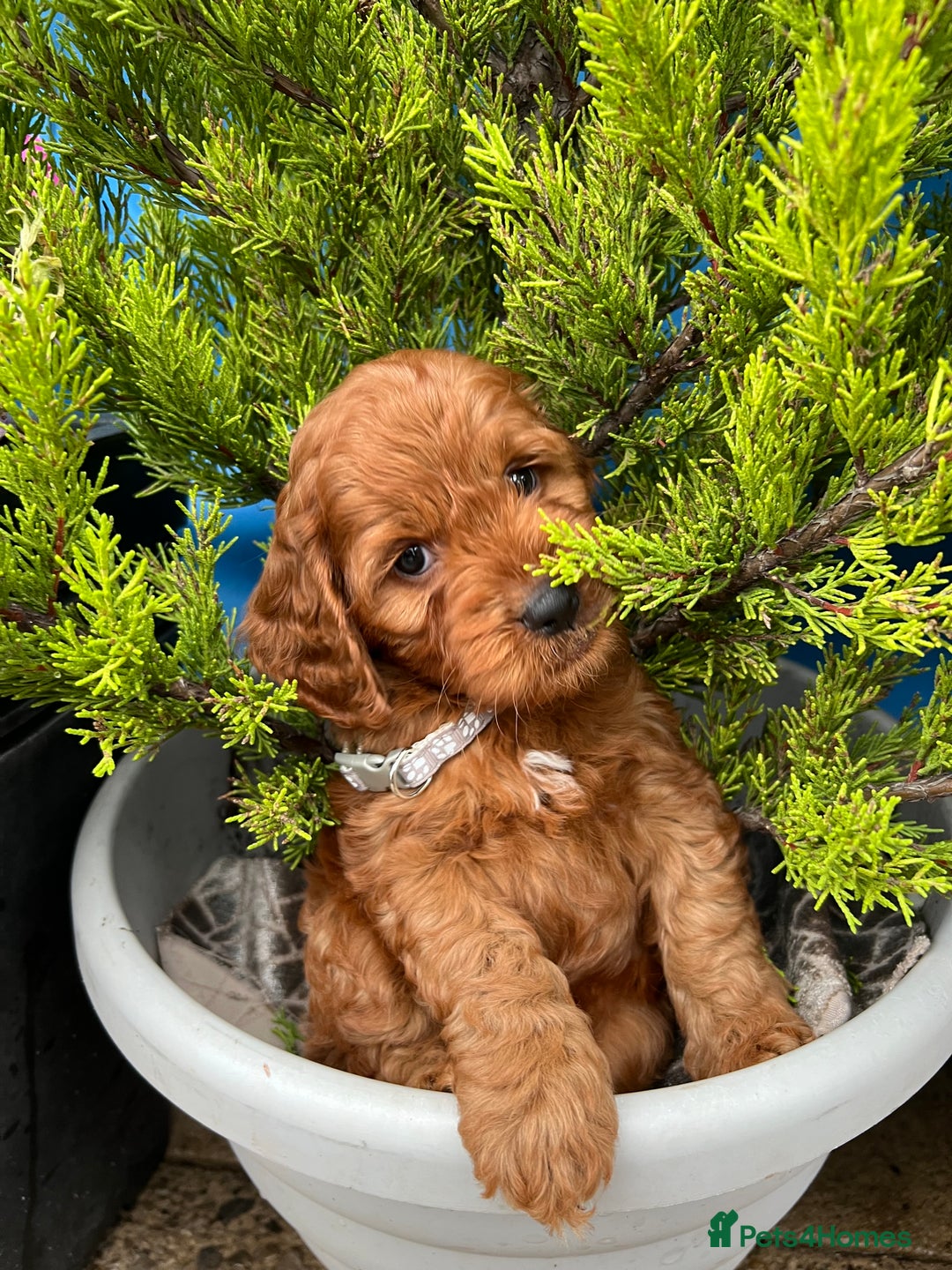 Cockapoo dogs for sale: LAST GIRL!!!!! F1 Cockapoo Puppies!!! - Advert 22