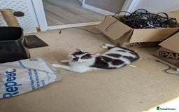 Mixed Breed cats for sale: Could you adopt Cookie? - Image 3