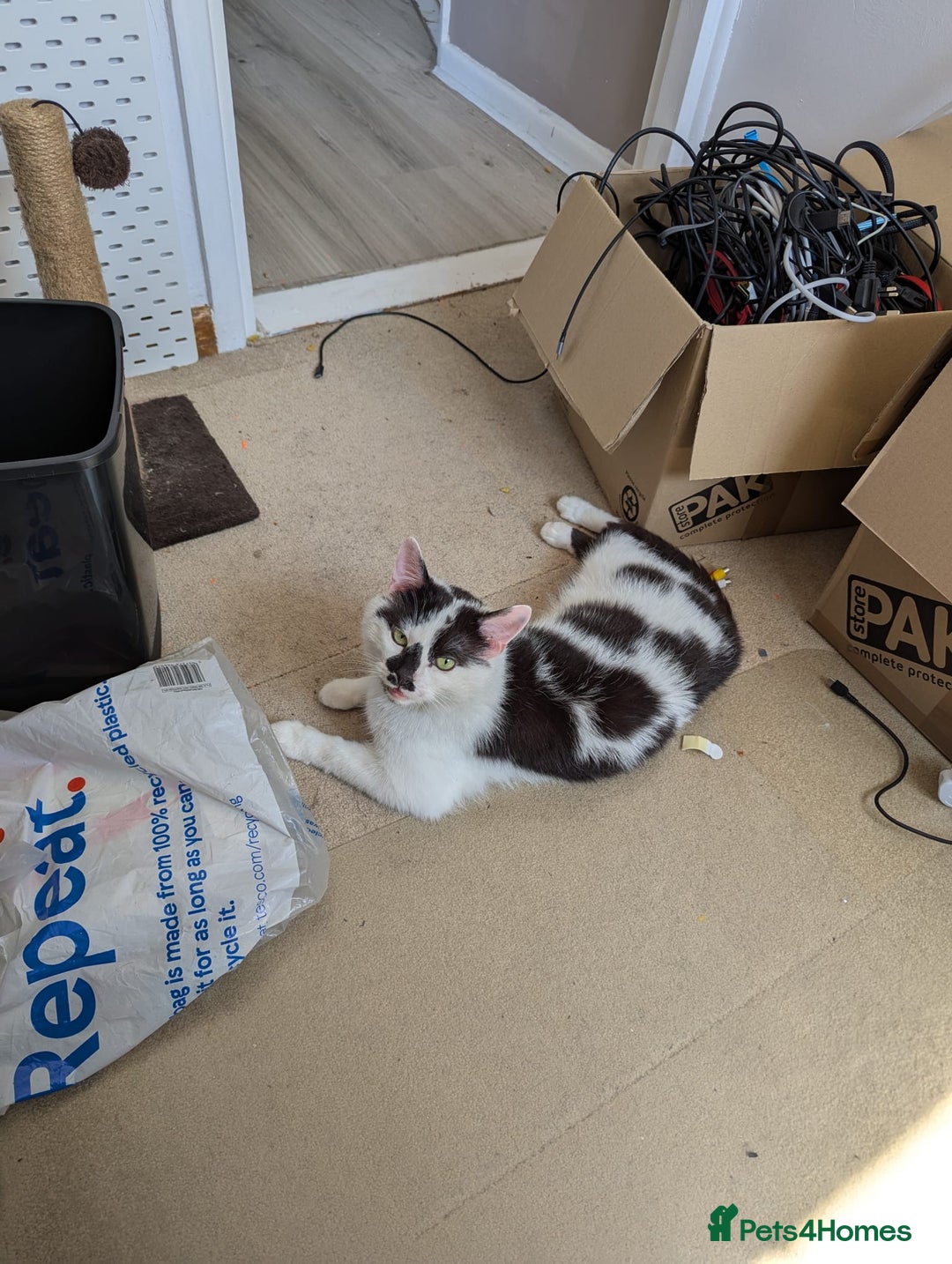 Mixed Breed cats for sale: Could you adopt Cookie? - Image 3