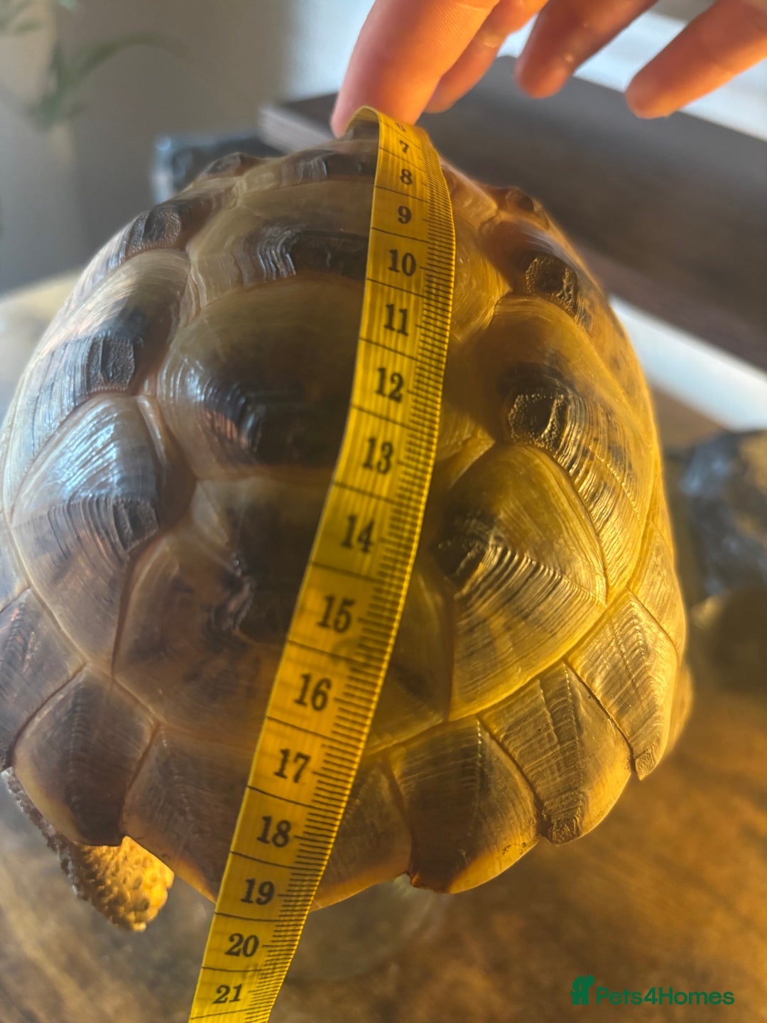 Tortoise reptiles for sale: Russian/Horsefeild Tortoise - Advert 6