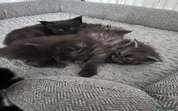 Maine Coon cats for sale: Reserve your dream kitten now - Image 8