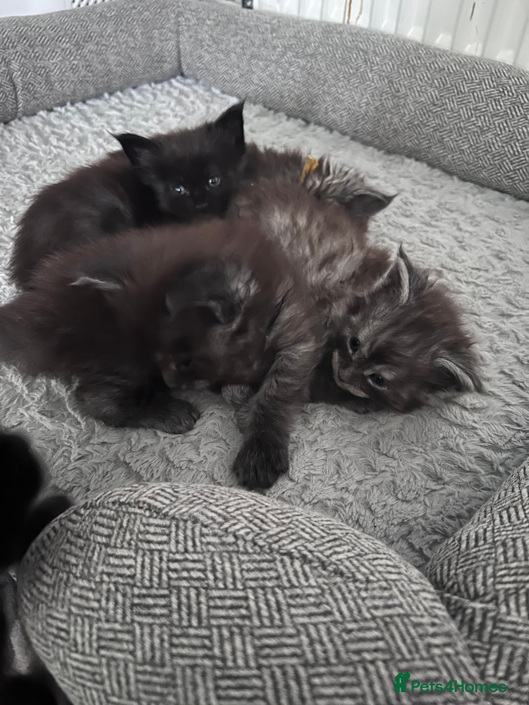 Maine Coon cats for sale: Reserve your dream kitten now - Image 8