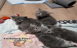 Ragcoon cats for sale: Stunning Ragcoon kittens! - Image 2