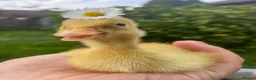 Ducks poultry for sale: Pure Indian Runner Ducklings + Fertile Eggs - Advert 1