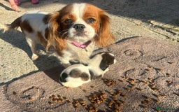 Mixed Breed dogs for sale: Lovely caver jack puppies for sale  - Advert 2