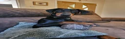 Dobermann dogs for sale: Fantastic KC Dobermann Puppies  - Advert 23