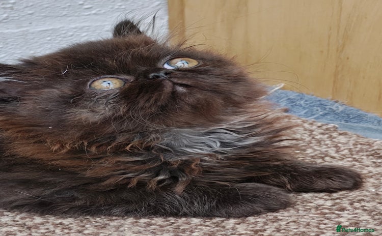 Persian cats - Advert 4