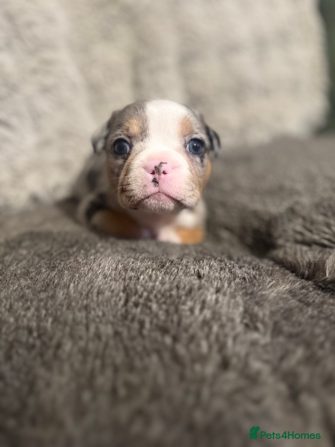 Mixed Breed dogs for sale:  French bulldog 1/4 chihuahua puppies  - Advert 5