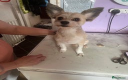 Pomapoo dogs for sale:  Pompoodle adult male 500 or near offer  - Image 3