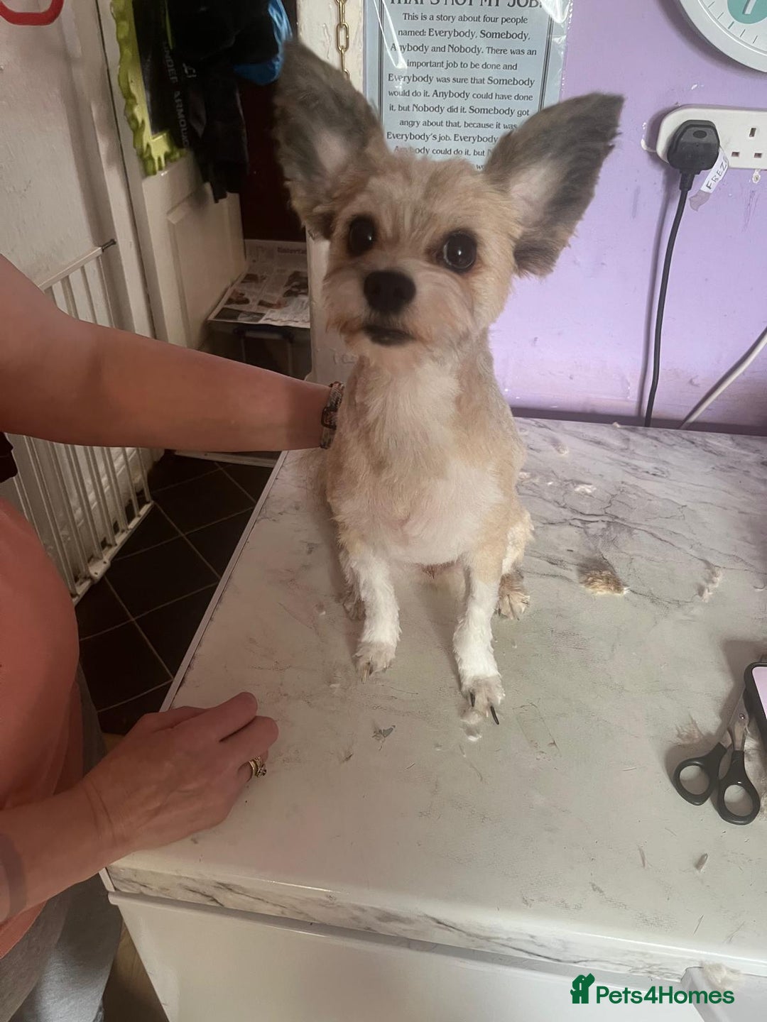 Pomapoo dogs for sale:  Pompoodle adult male 500 or near offer  - Image 3