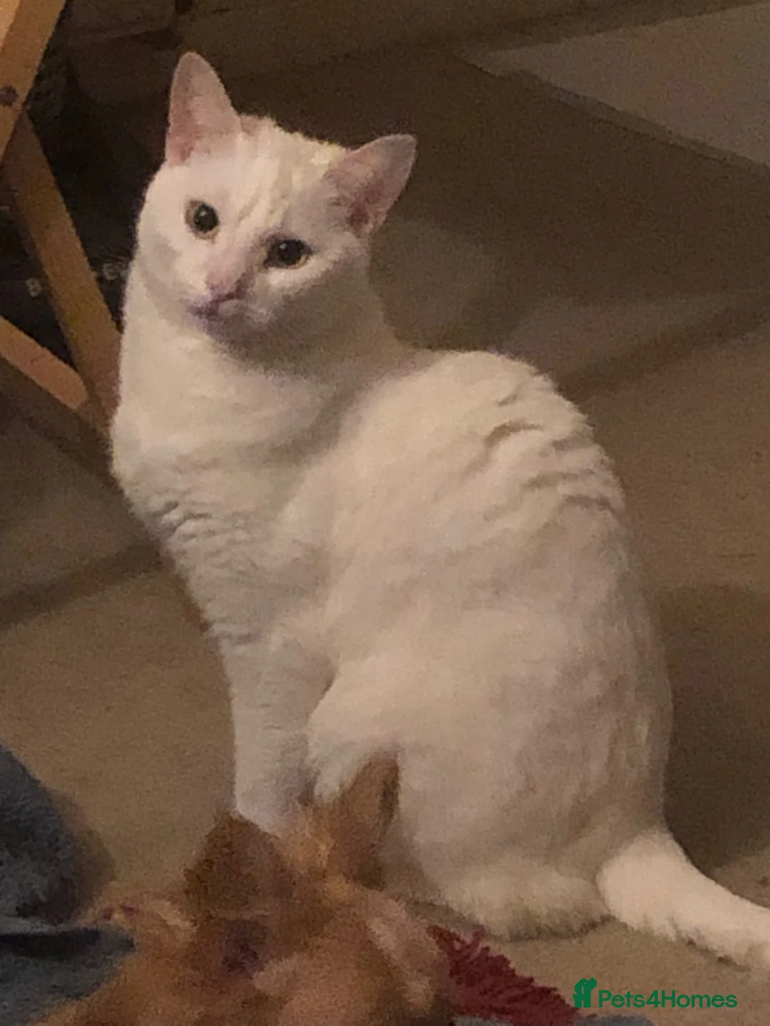 British Shorthair cats for sale: Snowy - Advert 4