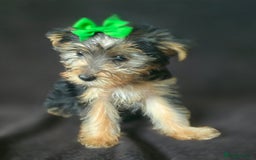 Yorkshire Terrier dogs for sale: Yorkshire Terrier Puppy 4 - 4 beautiful yorkie puppies  - Image 11