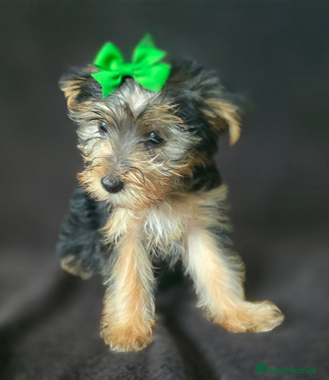 Yorkshire Terrier dogs for sale: Yorkshire Terrier Puppy 4 - 4 beautiful yorkie puppies  - Image 11