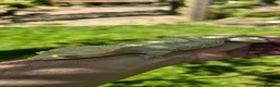 Gecko reptiles for sale: Yellow female Crested gecko  in Crawley - Advert 3