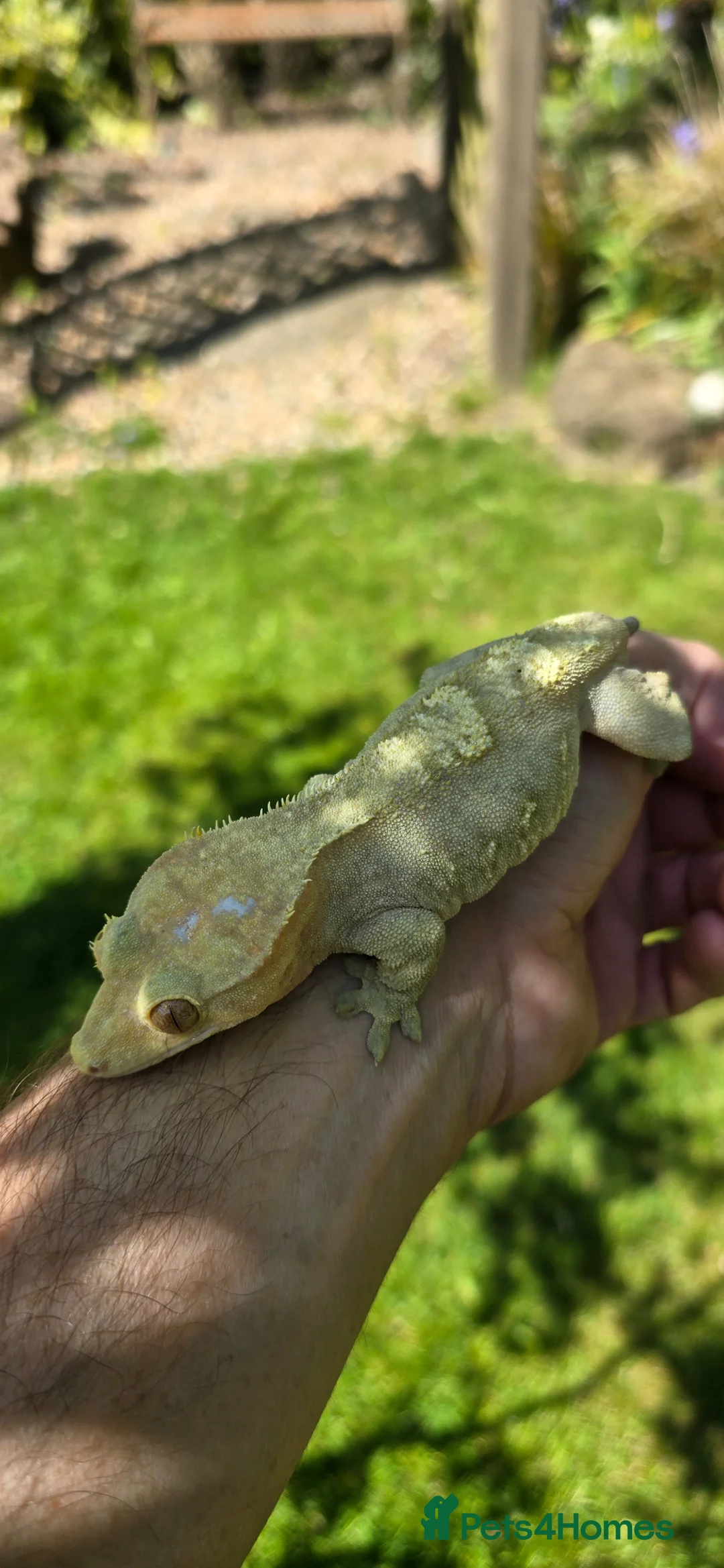 Gecko reptiles for sale: Yellow female Crested gecko  in Crawley - Advert 3