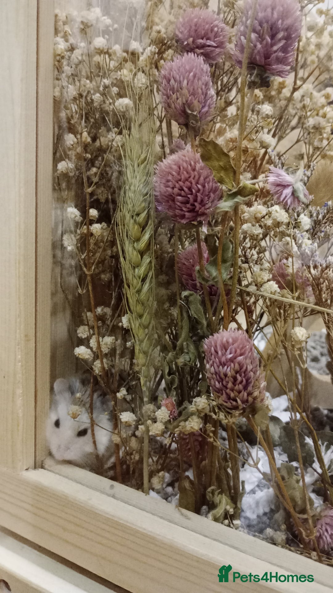 Hamster rodents for sale: Dwarf hamster  - Advert 2