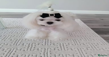 Maltese dogs - Advert 10