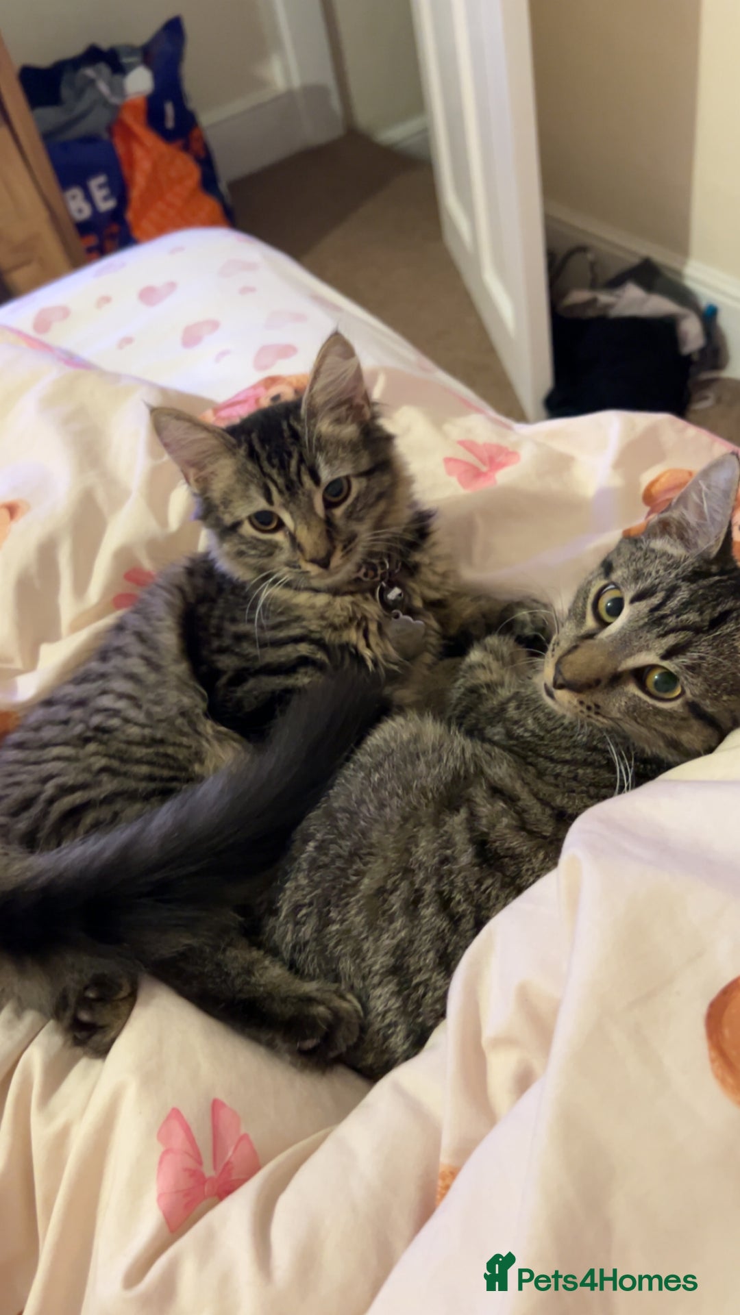 British Longhair cats for sale: 2 kittens looking for a new home  - Advert 4