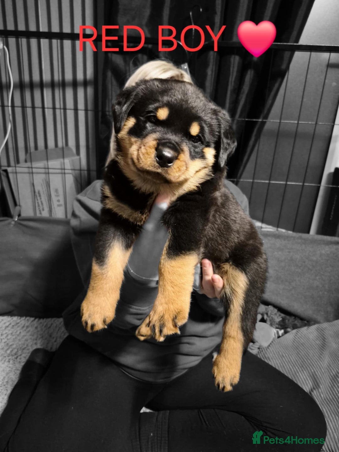 Rottweiler dogs for sale: Chunky Rottweiler puppies for sale  - Advert 8