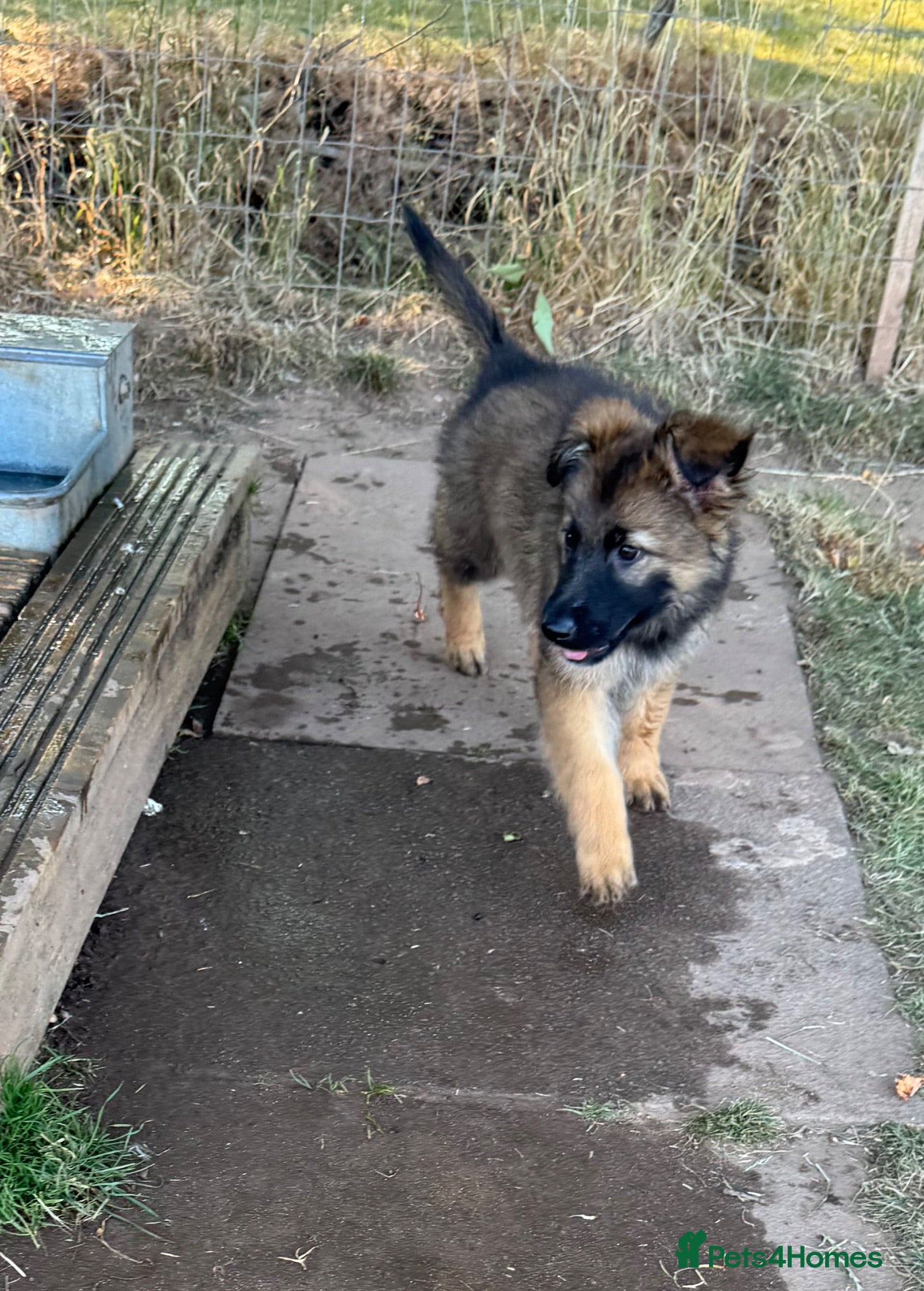 German Shepherd dogs !!!READY TO LEAVE!!! 10 beautiful GSD puppies - Advert 1