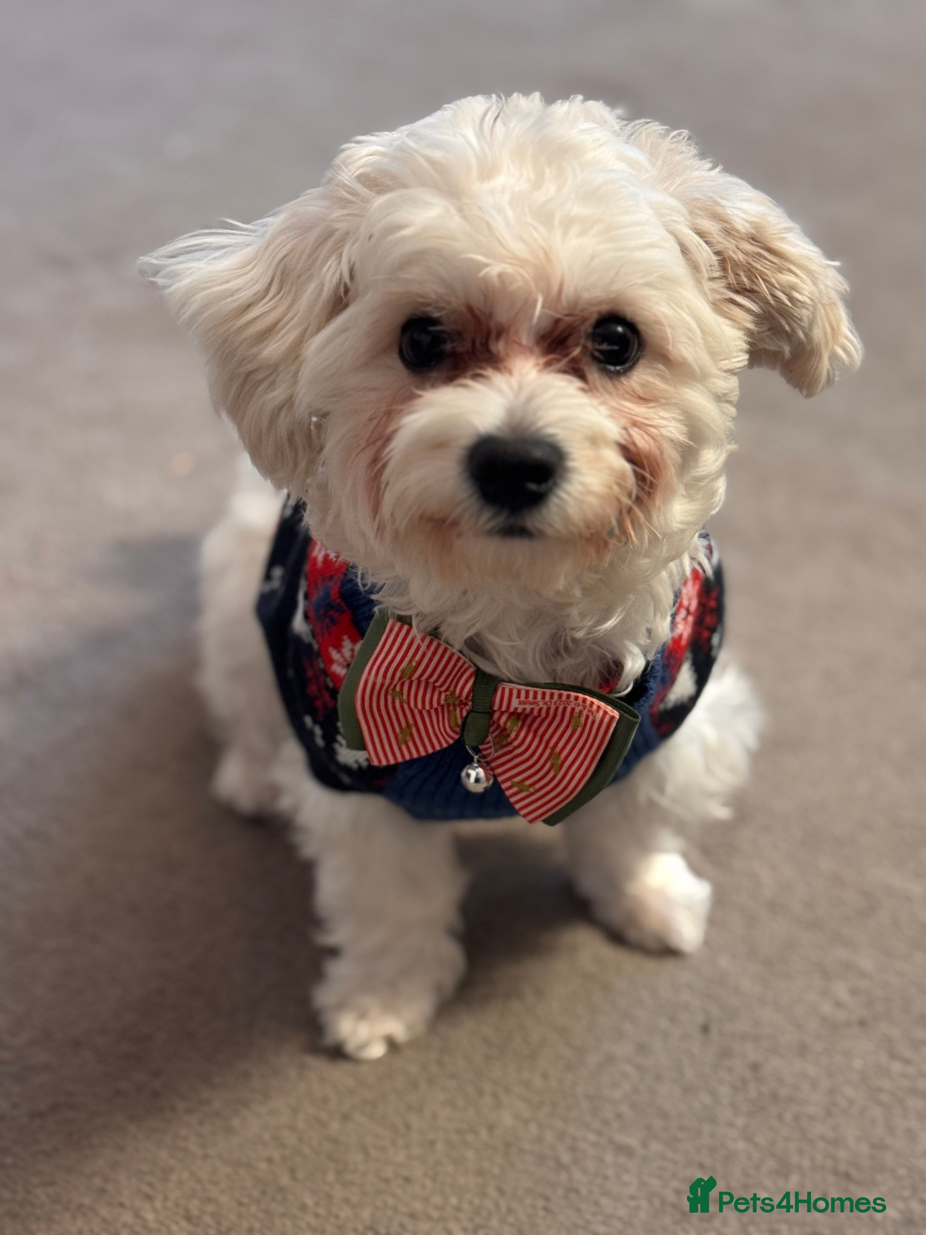 Kiki