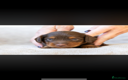 Miniature Dachshund dogs for sale: Beautiful long haired chocolate dachshunds  - Image 14