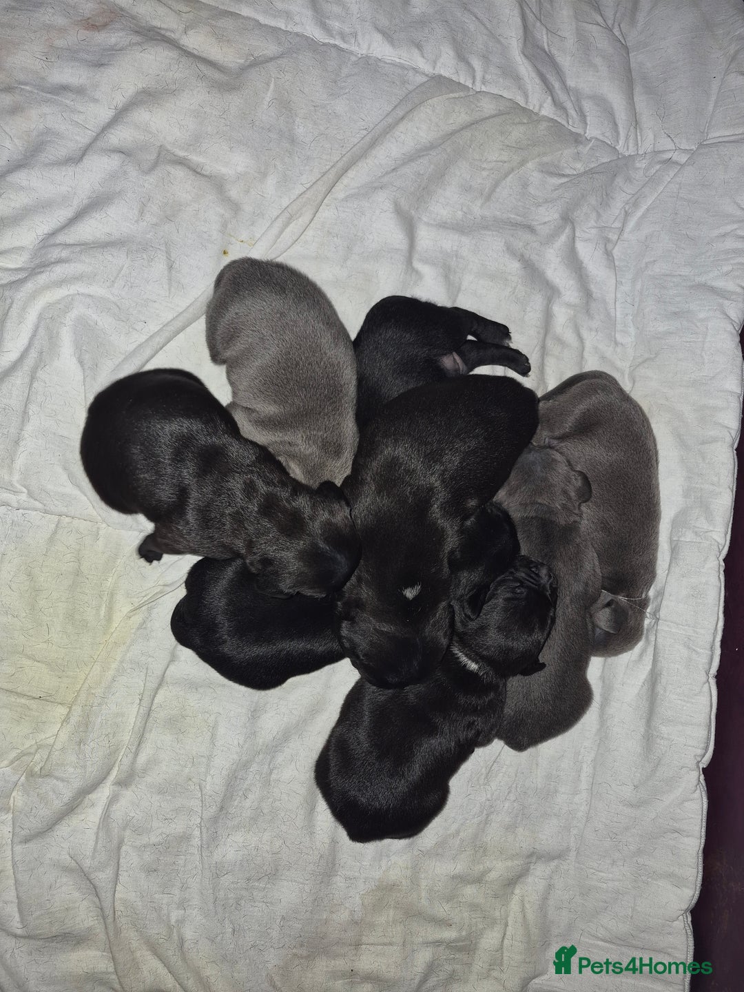 Staffordshire Bull Terrier dogs for sale: Exceptional Staffy Bull Terriers– Valglo Bloodline - Advert 11