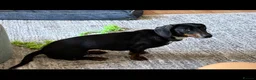 Miniature Dachshund dogs for sale: 1 year old Female minature dachshund  - Advert 6