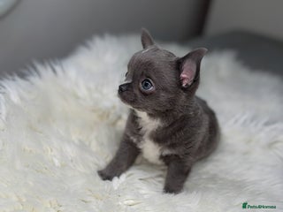 Chihuahua dogs - Advert 11