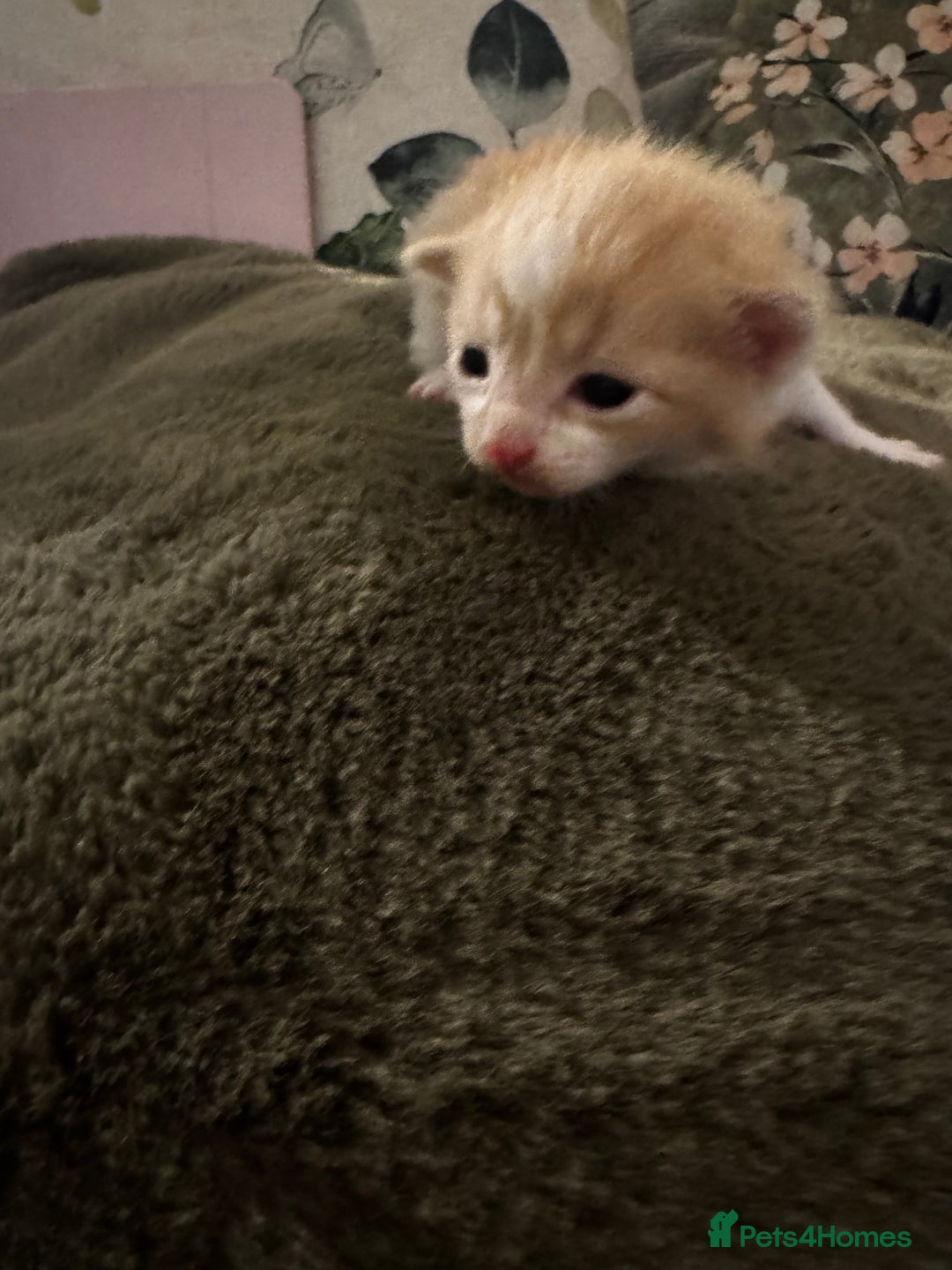 Mixed Breed cats for sale: 4 kittens - Advert 3