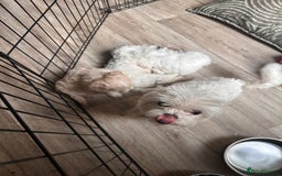 Maltipoo dogs for sale: Tea Cup Maltipoos  - Image 7
