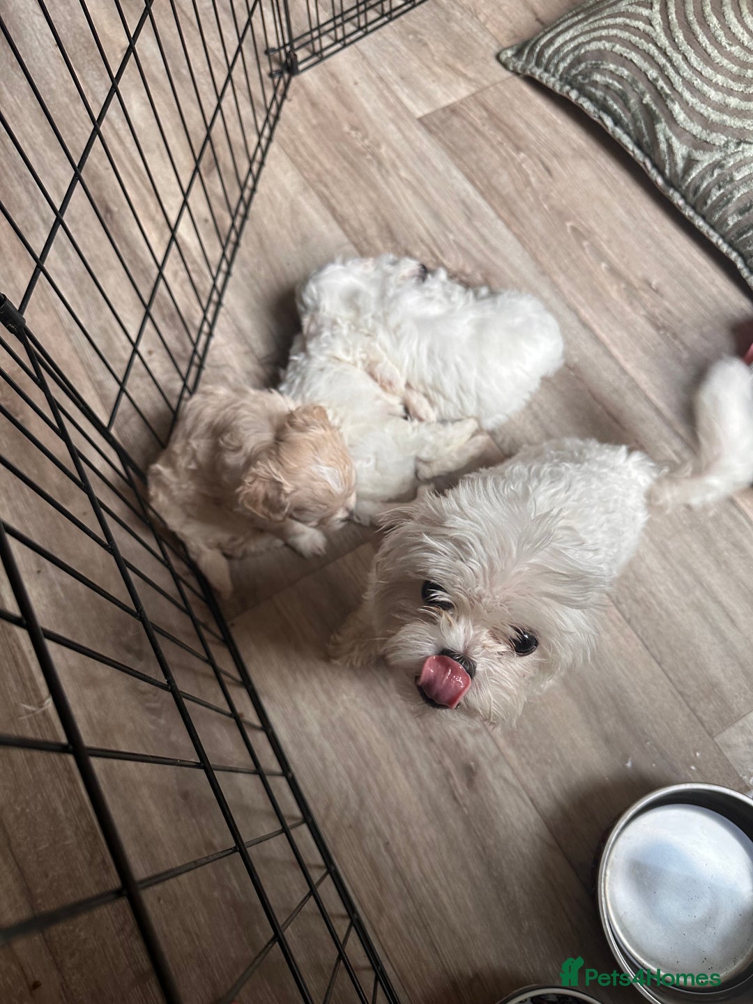 Maltipoo dogs for sale: Tea Cup Maltipoos  - Image 7