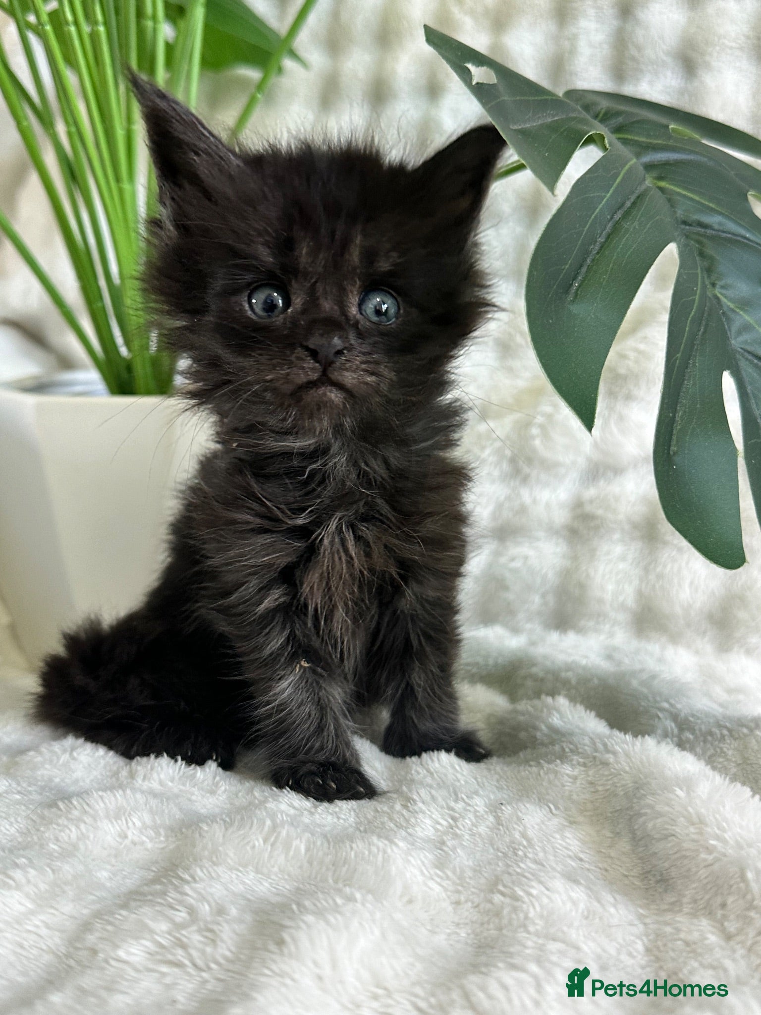 Maine Coon cats 4 pure Maine coon kittens left  - Advert 17