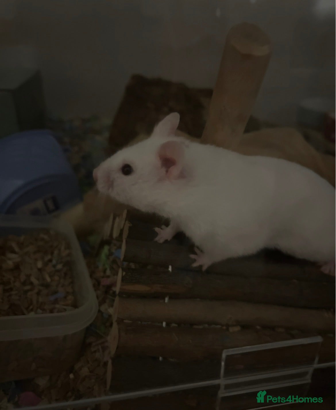 Hamster rodents Female Syrian hamsters and setups for sale - Advert 4