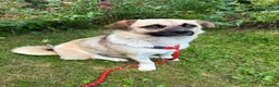 Mixed Breed dogs for adoption: Kiko  - Advert 6