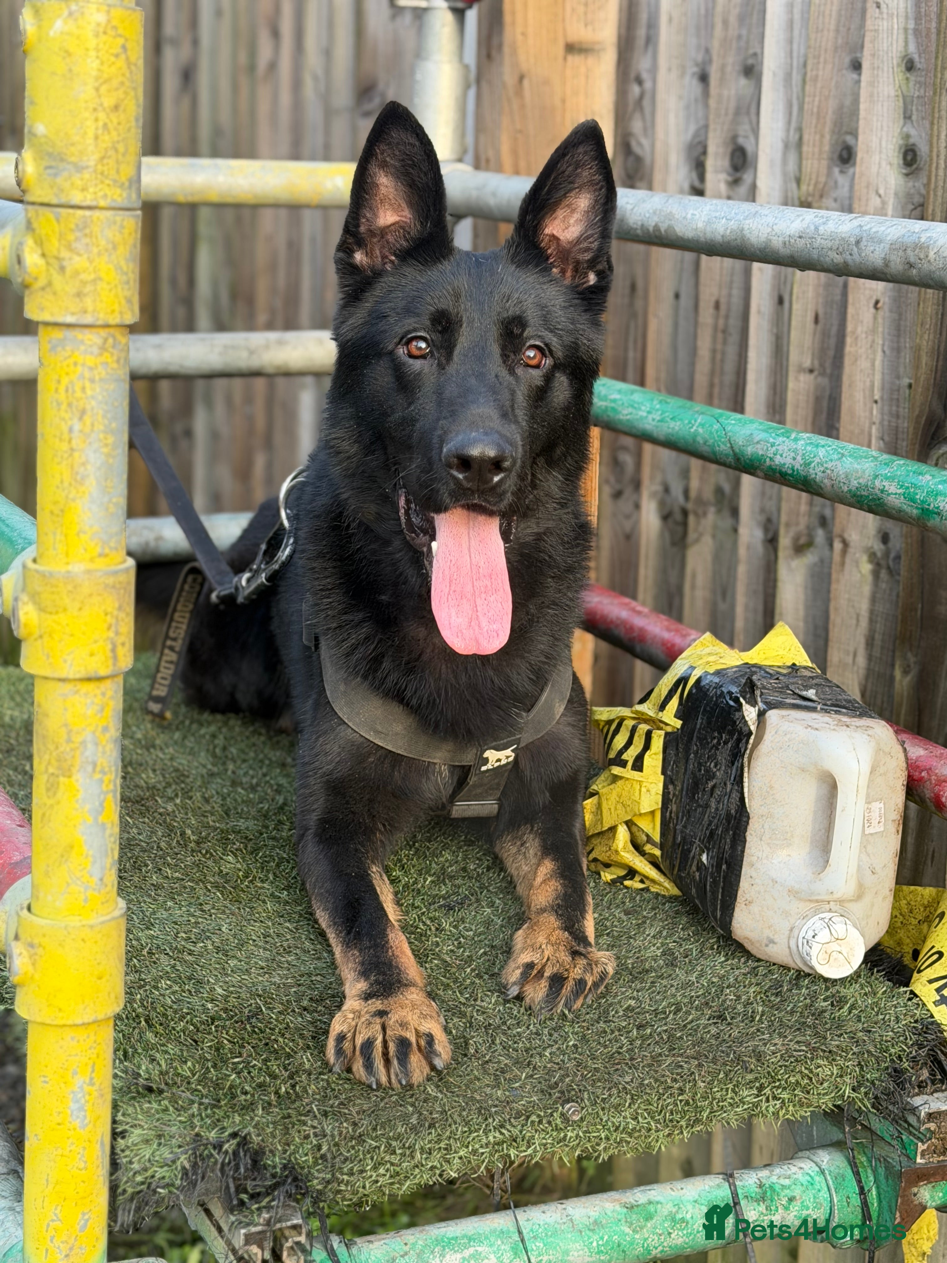 German Shepherd dogs Super pedigree working bi colour male  - Advert 1