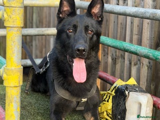 German Shepherd dogs Super pedigree working bi colour male - Advert 1