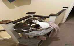 Mixed Breed cats for adoption: [Indoors only] Tom, Bryan, Ezzie: cuddliest boys - Image 1