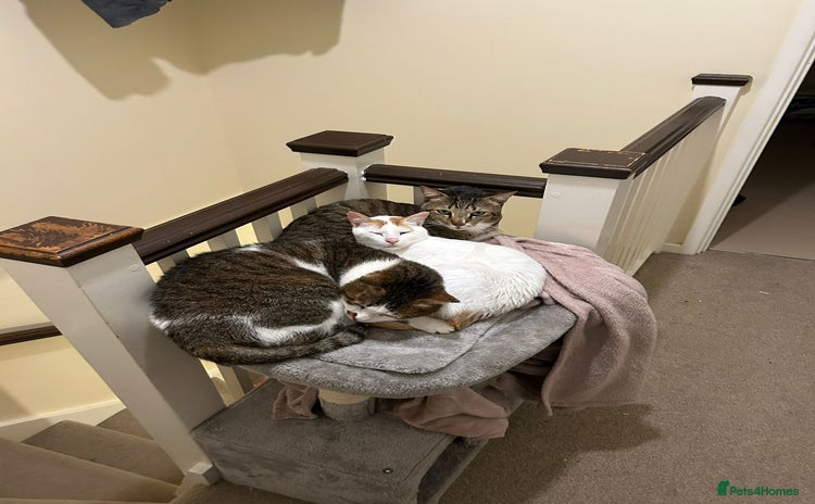 Mixed Breed cats - Advert 2