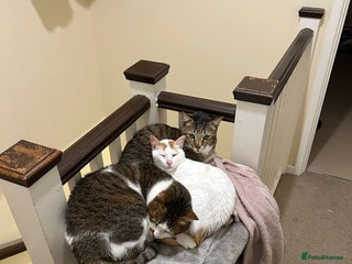 Mixed Breed cats - Advert 20