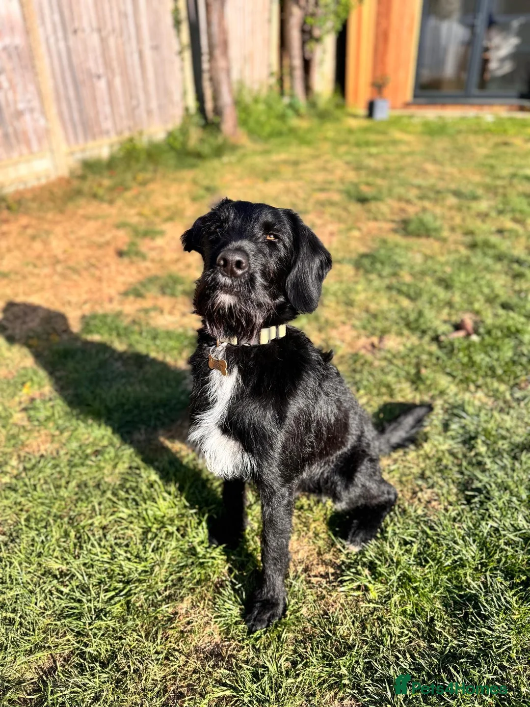 Labradoodle dogs for stud: F1b Miniature Labradoodle (Fully Health Tested) - Advert 9