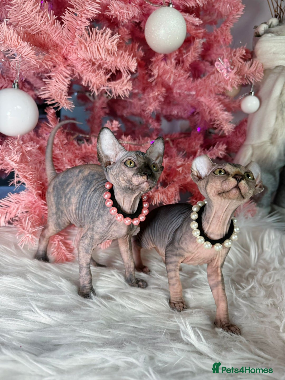 Sphynx cats for sale: 🌟 Stunning Sphynx & Elf Kittens  - Advert 5