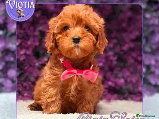 Cavapoo dogs Toy Cavapoo Pups DNA Health Tested & CLEAR 🧬 - Advert 10