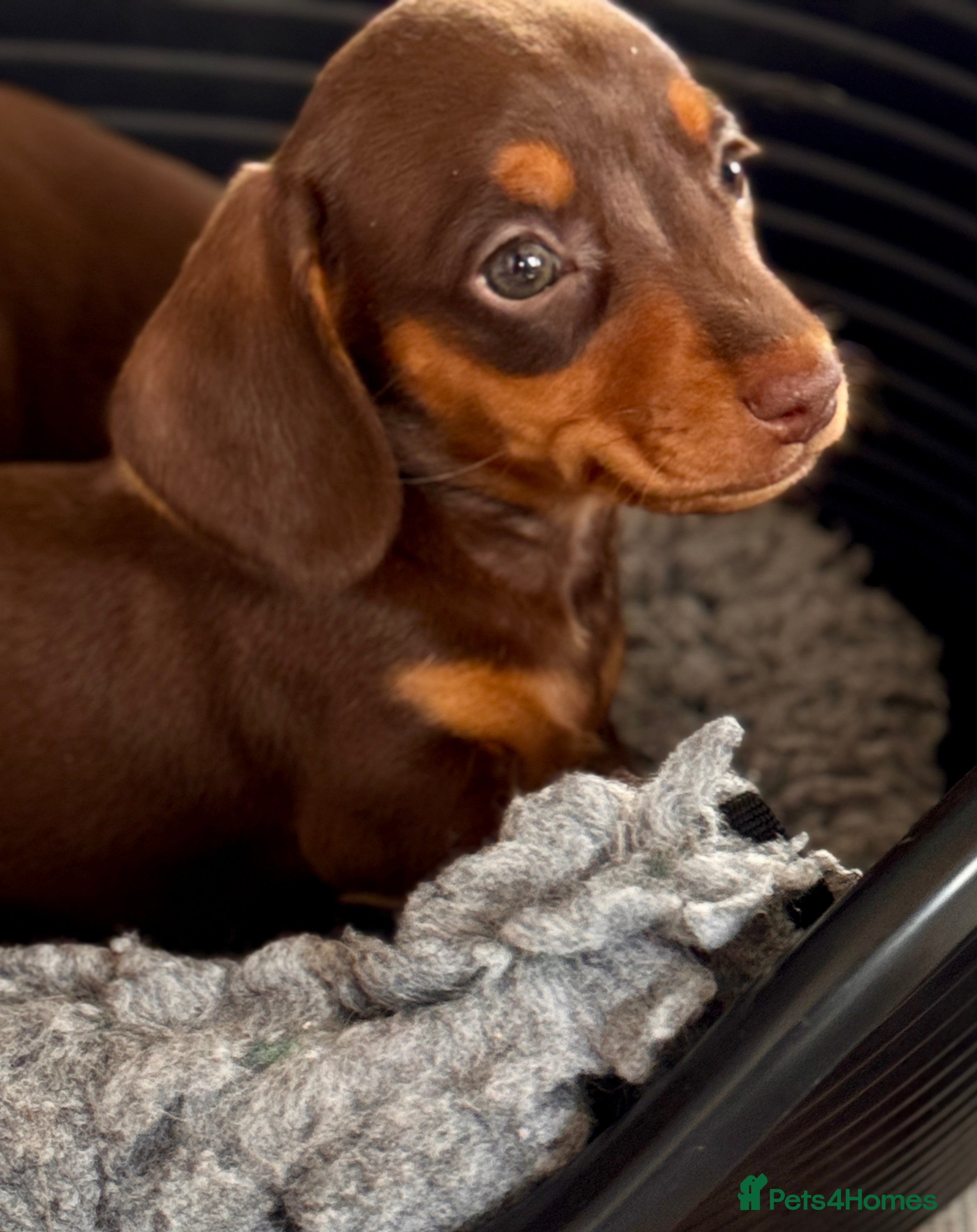 Miniature Dachshund dogs Kc registered miniature dachshund puppies  - Advert 2